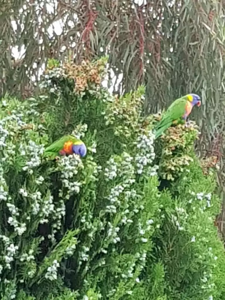 Shankland Reserve Playground | Shankland Blvd, Meadow Heights VIC 3048, Australia