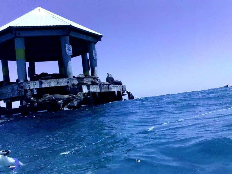 Polperro Dolphin Swims |  | Sorrento Pier, Esplanade, Sorrento VIC 3943, Australia | 0359888437 OR +61 3 5988 8437