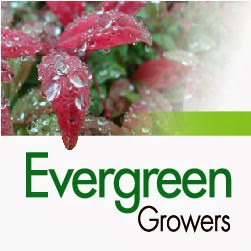 Evergreen Growers | 658 Old Northern Rd, Dural NSW 2158, Australia | Phone: (02) 9653 9430