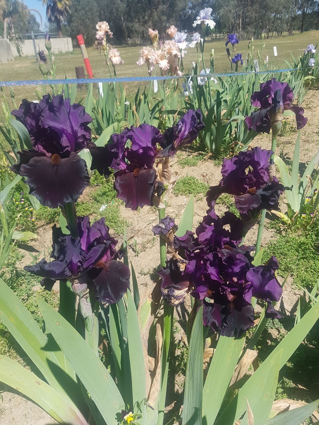 Riverina Iris Farm | park | 13 Sycamore Rd, Lake Albert NSW 2650, Australia | 0432777142 OR +61 432 777 142