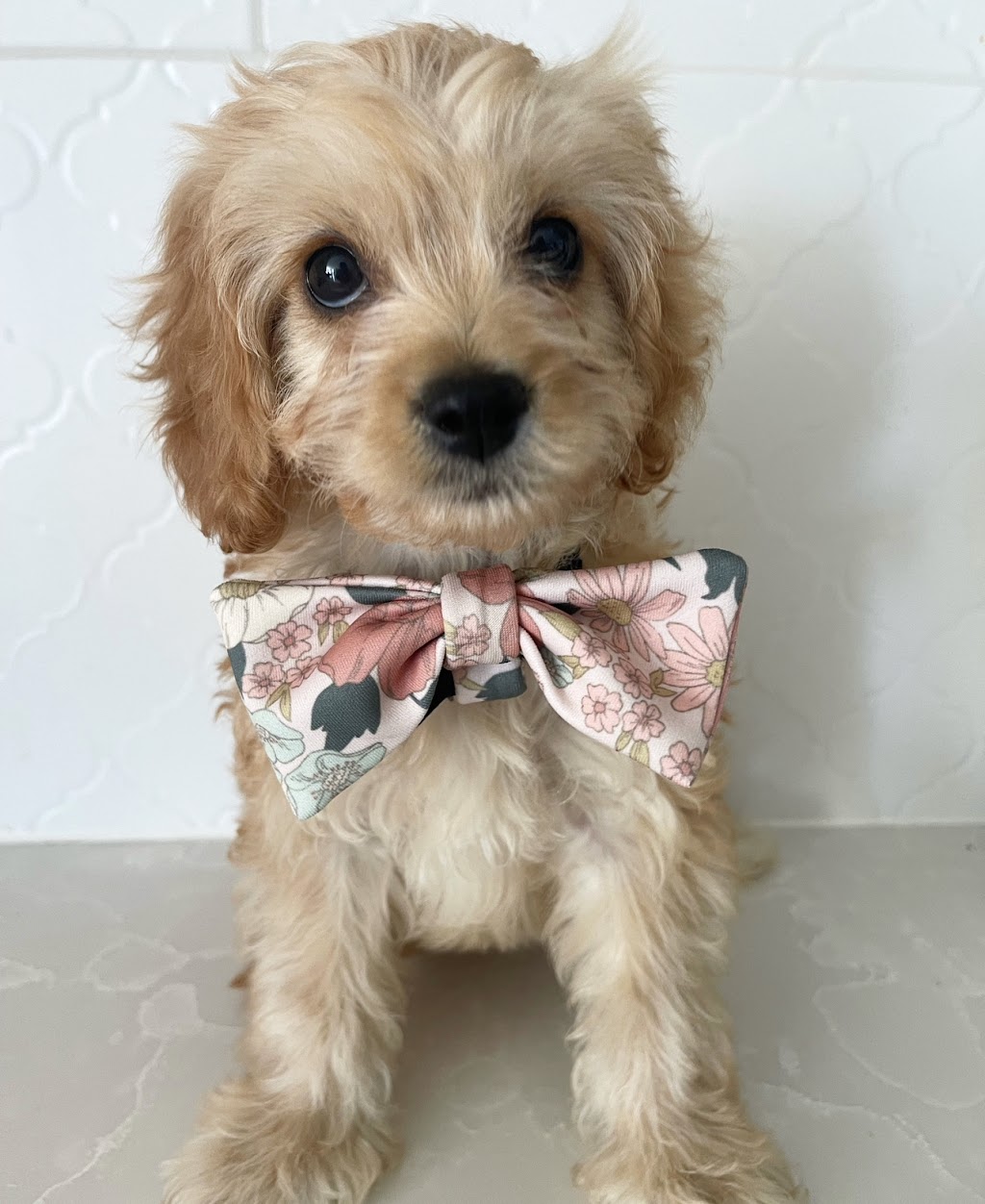 Oodle Life | 11A Benwerrin Cres, Grasmere NSW 2570, Australia | Phone: 0488 667 988