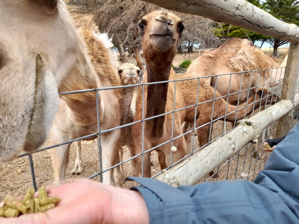 Humpalicious Camel Farm Robe | Roys La, Mount Benson SA 5275, Australia | Phone: 0423 893 541