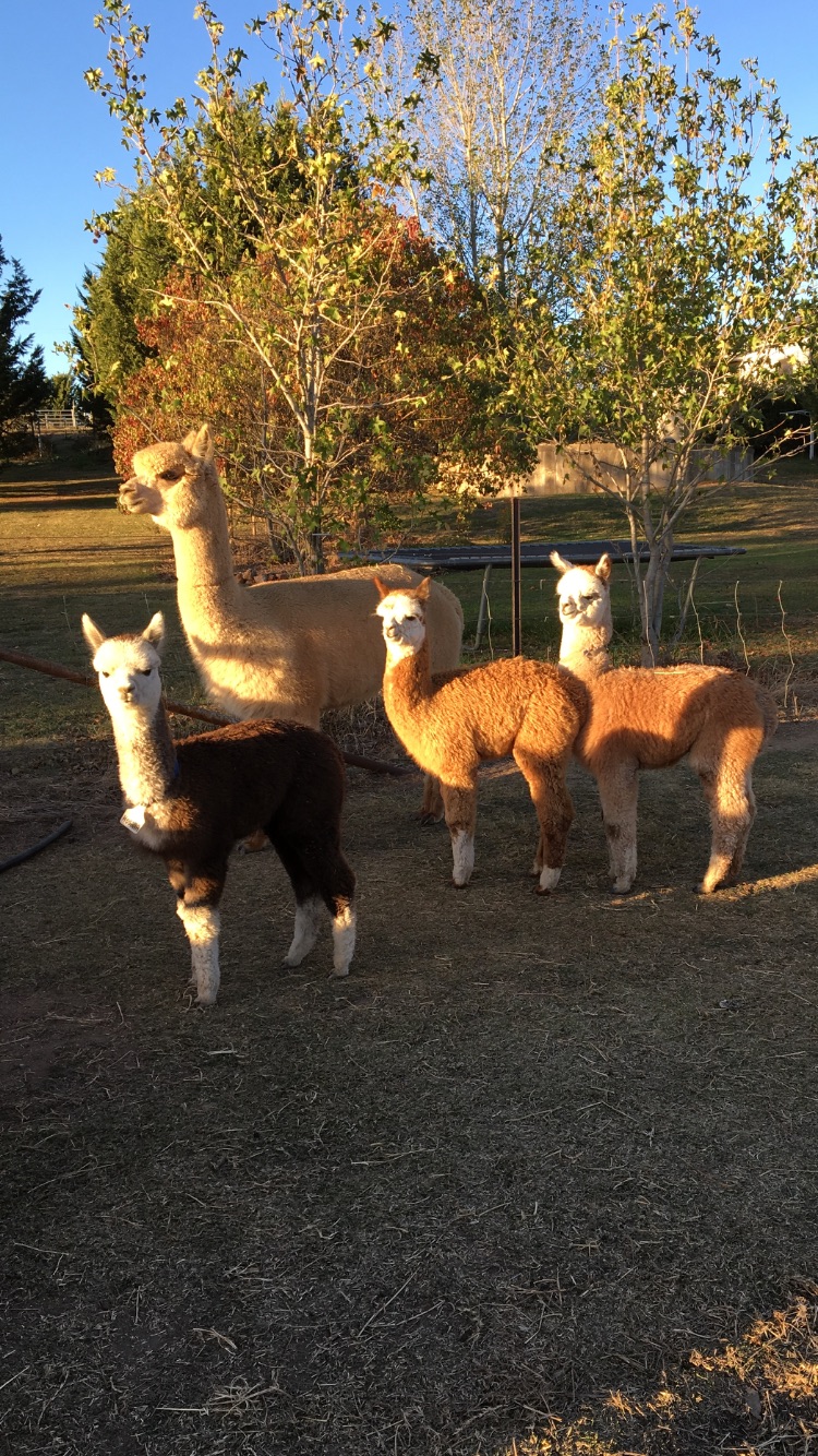 Eaglewood B&B and Alpaca Stud | 156 Isabel Dr, Murrumbateman NSW 2582, Australia | Phone: (02) 6227 0243