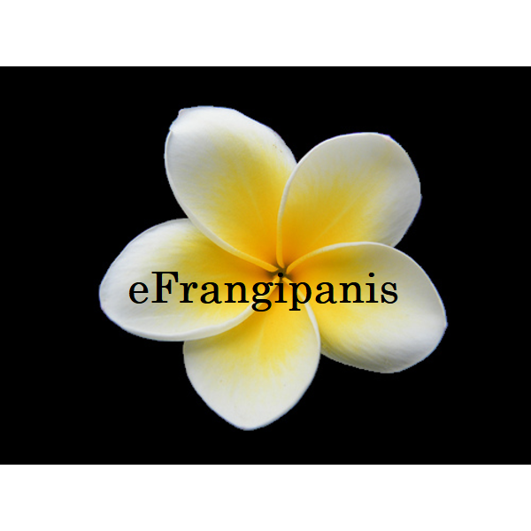 eFrangipanis | 1332 Eumundi Noosa Rd, Eumundi QLD 4562, Australia | Phone: (07) 5442 8292