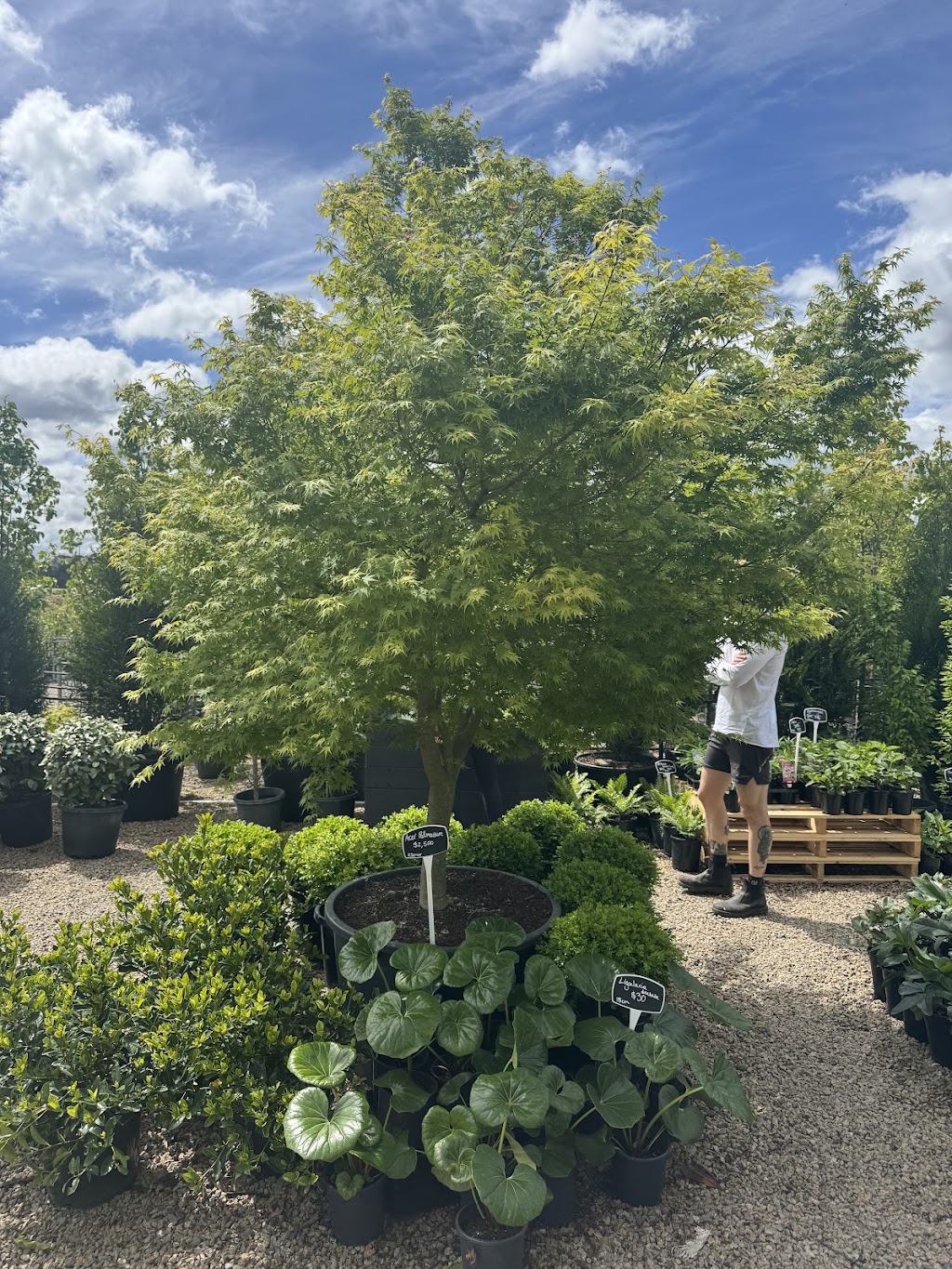 Botanic Nursery | 5 Lower Homestead Rd, Wonga Park VIC 3115, Australia | Phone: 0439 445 028