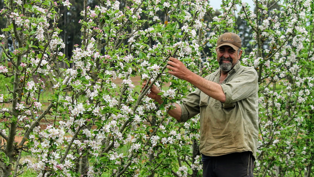 Olea Nurseries | RMB 44, 82 Mitchelldean Rd, Manjimup WA 6258, Australia | Phone: (08) 9772 1207