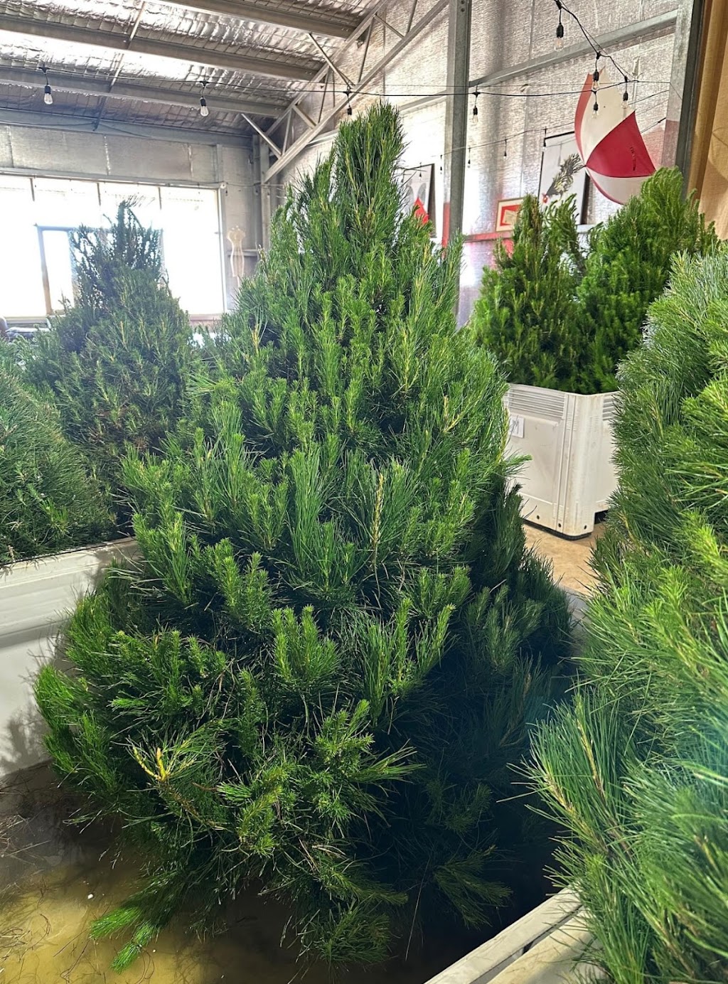 Cardigan Christmas Tree Farm | 10 Powells Rd, Windermere VIC 3352, Australia | Phone: 0491 084 102