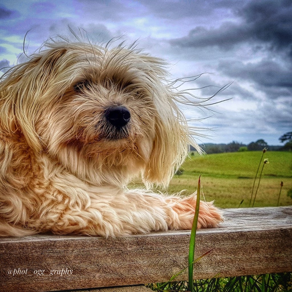 Casuarina Seaside Vet | veterinary care | T2, Casuarina Village, 482 Casuarina Way, Casuarina NSW 2487, Australia | 0266742744 OR +61 2 6674 2744