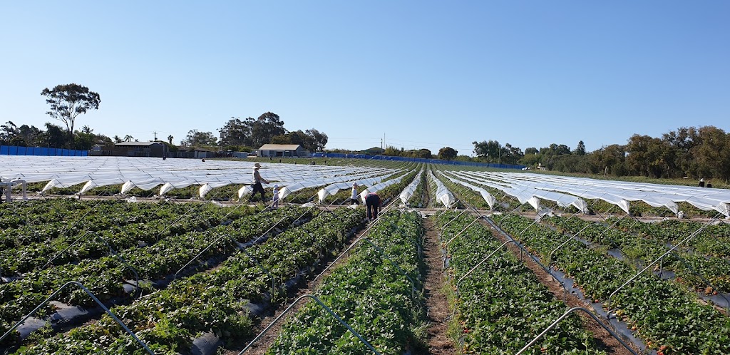 Hoang Les Strawberries | 120 Trichet Rd, Wanneroo WA 6065, Australia | Phone: 0433 717 260