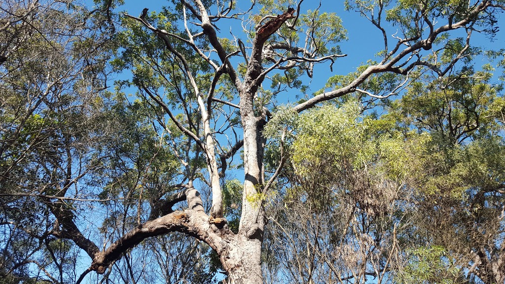 Pine Ridge Regional Park | tourist attraction | Hollywell QLD 4216, Australia | 137468 OR +61 137468