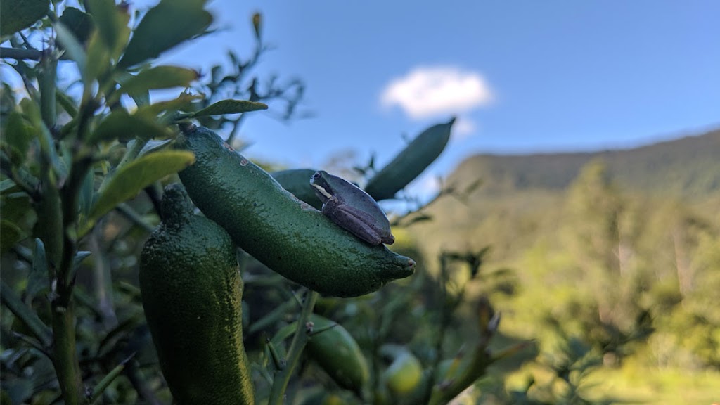 Hinterland Harvest | 9B Noble Rd, Blue Knob NSW 2480, Australia | Phone: 0450 604 357