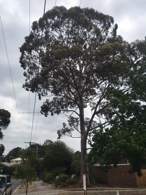 Tree Removal Service Tyabb Hastings Area | 31 The Crescent, Tyabb VIC 3913, Australia | Phone: (03) 5976 3114