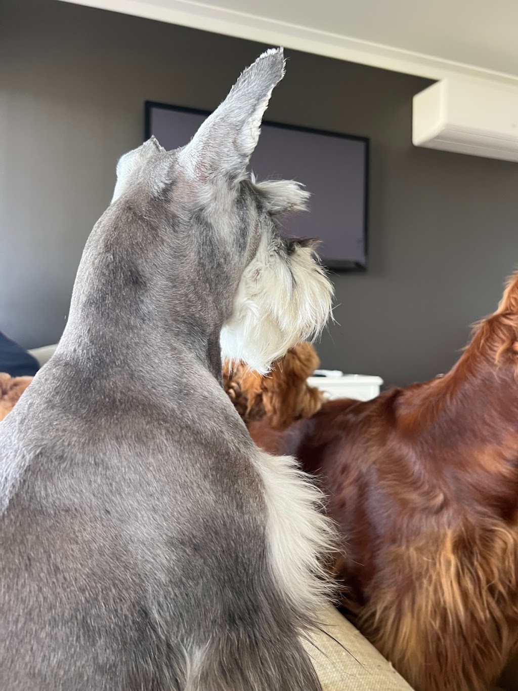 Bootie Patootie Dog Grooming | Maroondah Hwy, Taggerty VIC 3714, Australia | Phone: 0458 458 241