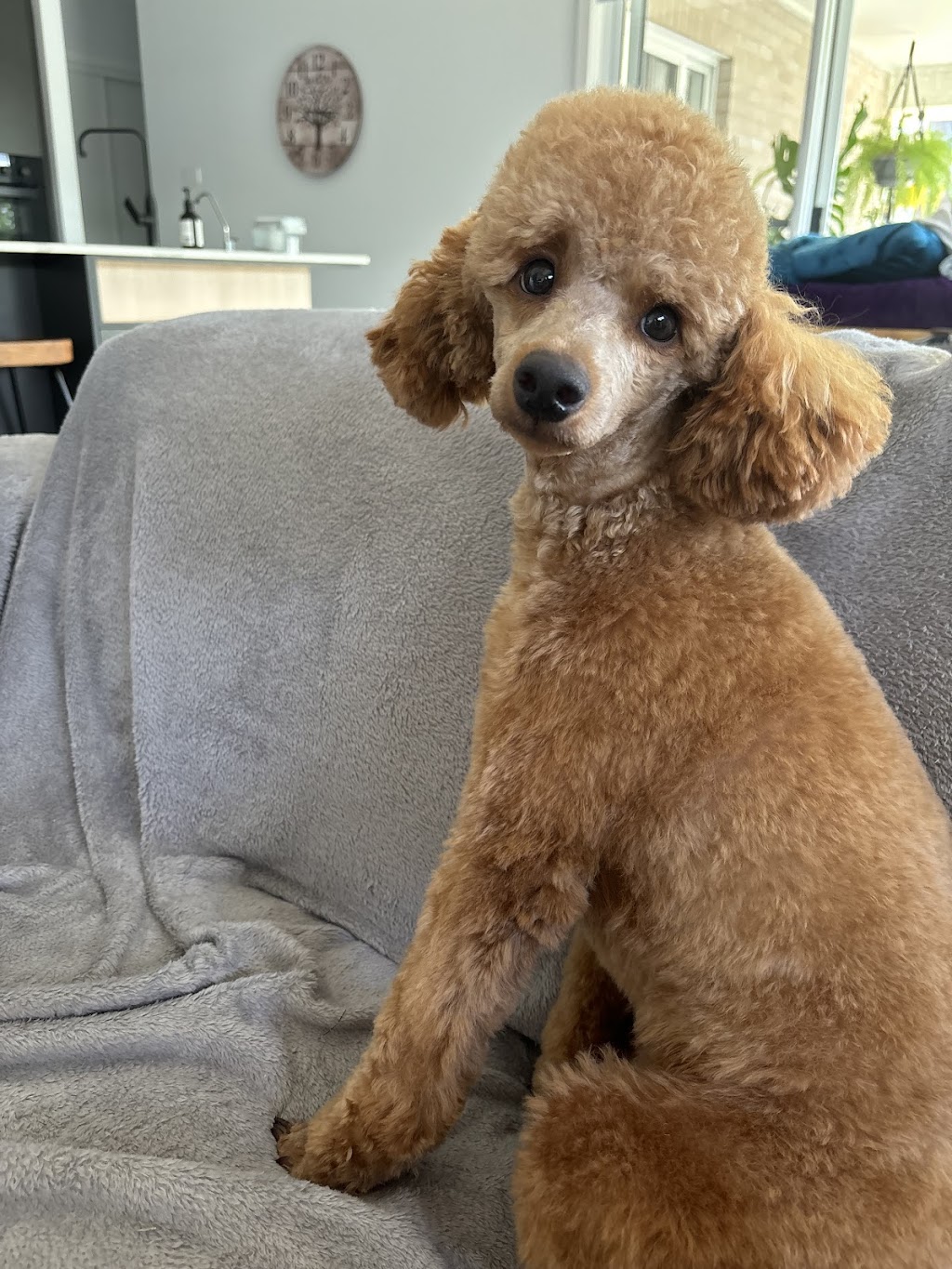 Rysup Dog Grooming | 10 Campbell St, Ellalong NSW 2325, Australia | Phone: 0425 807 519