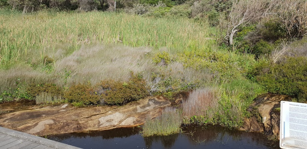 South Coogee Wetlands | park | South Coogee NSW 2034, Australia | 1300722542 OR +61 1300 722 542