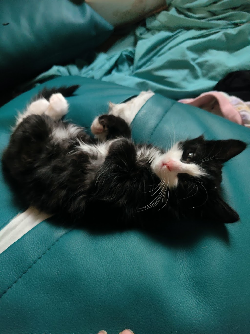 Pets at your Place | 880 Labuan Rd, Katandra West VIC 3634, Australia | Phone: 0437 965 592