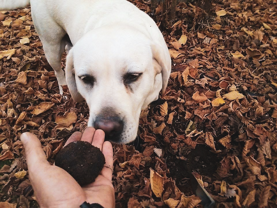 Tapua Labrador Retrievers | Rankin St, Woodstock NSW 2793, Australia | Phone: 0429 399 341