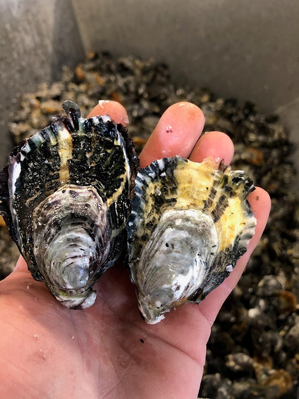 Hammer Oysters Smoky Bay 5680 | point of interest | 1 Anchor Dr, Smoky Bay SA 5680, Australia | 0457087708 OR +61 457 087 708