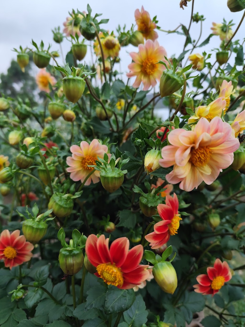 Apollo Bay Community Garden | Apollo Bay VIC 3233, Australia | Phone: 0402 474 375