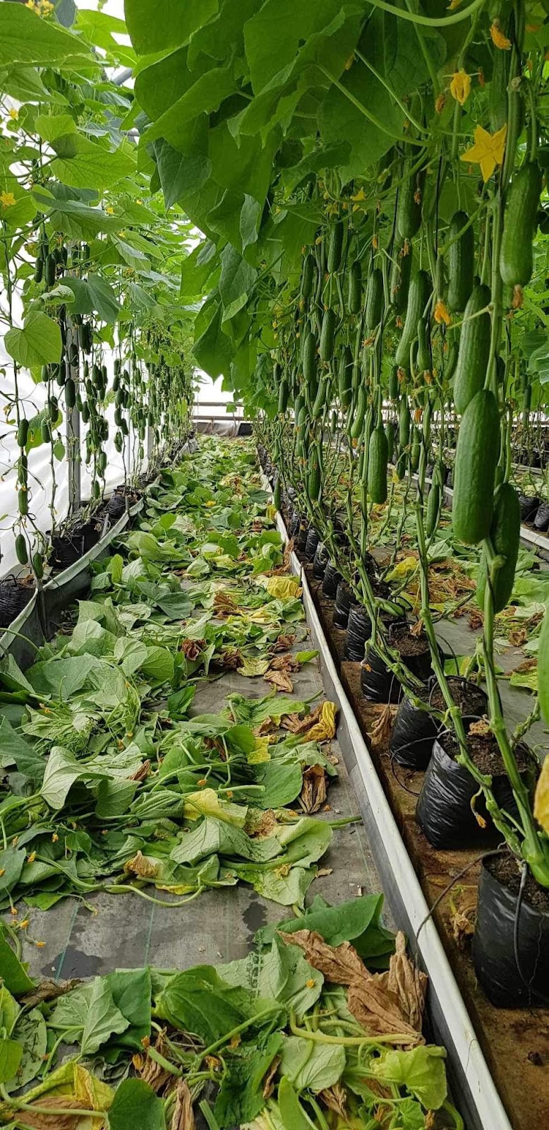 Teds Greenhouses | 65 Pratten St, Kemps Creek NSW 2178, Australia | Phone: 0416 201 117