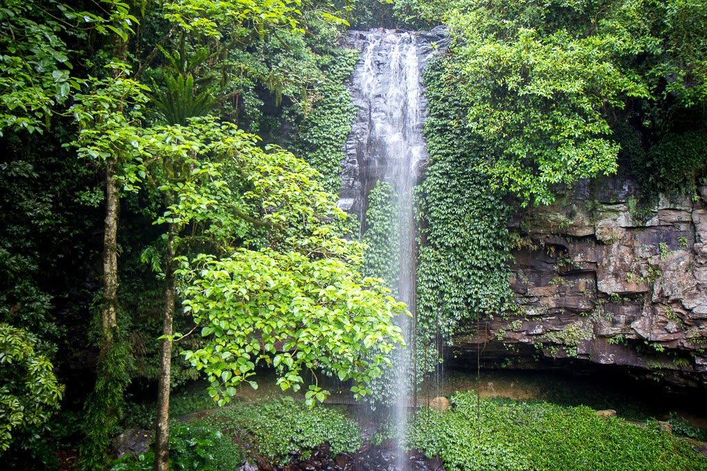 Dorrigo National Park | park | Lyrebird Link, Dorrigo Mountain NSW 2453, Australia | 0266572309 OR +61 2 6657 2309