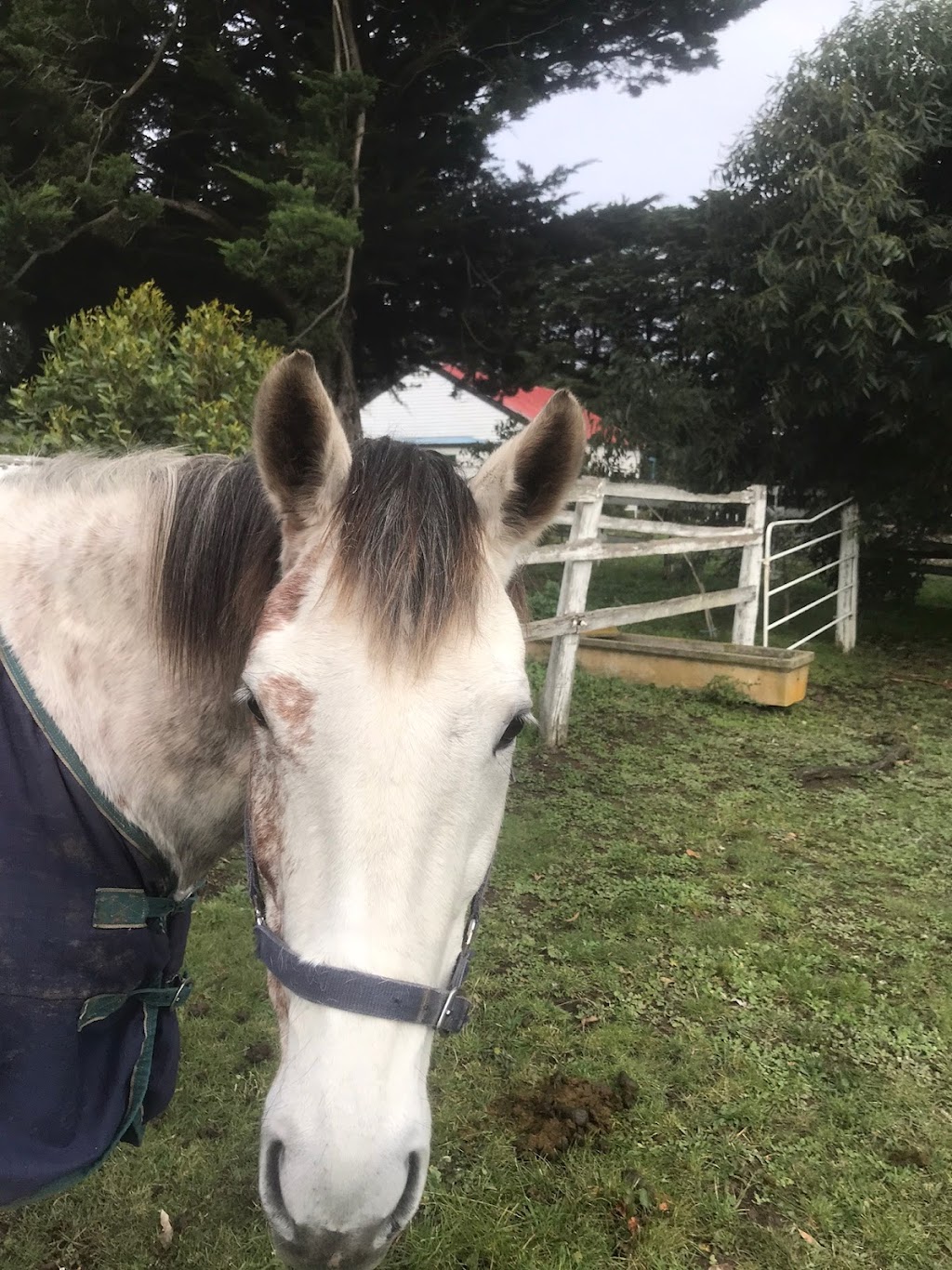 Murfetstables | 44 Campaspe Pl, Kyneton VIC 3444, Australia | Phone: 0409 143 640