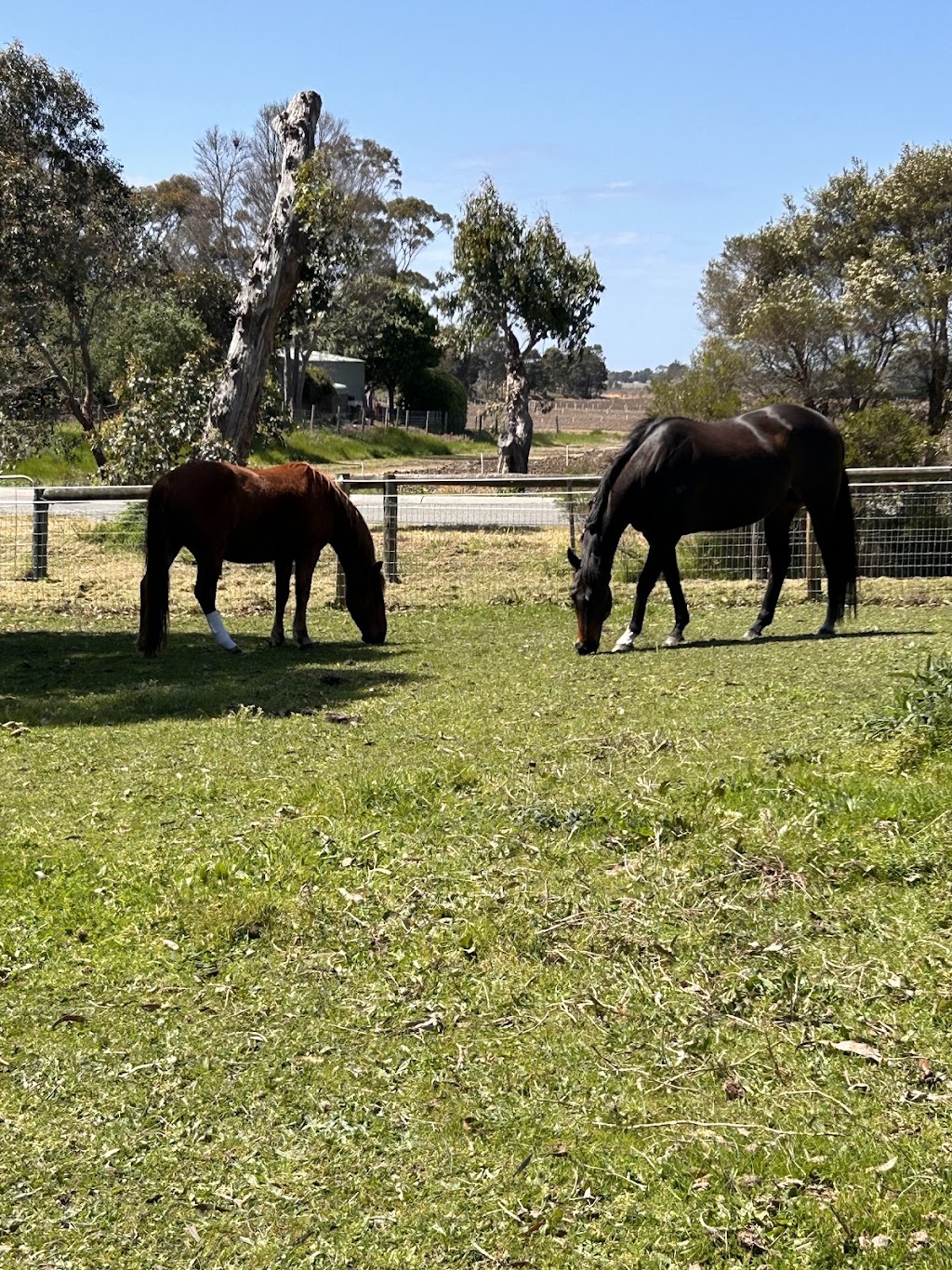 Jasper Equine Assisted Therapy and Counselling | 183 Craig Rd, Pearcedale VIC 3912, Australia | Phone: 0423 764 919