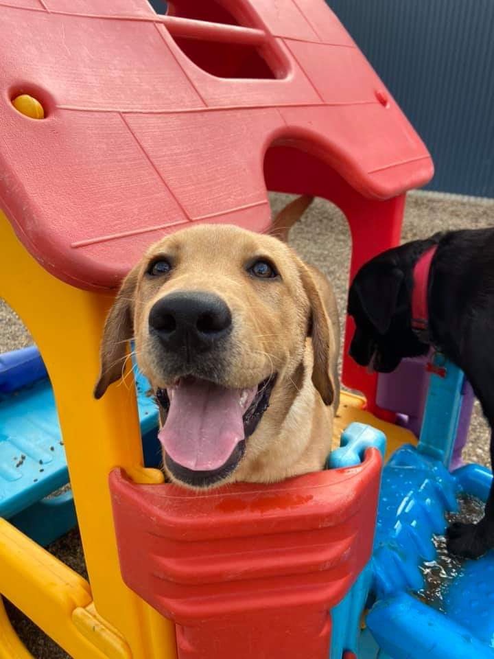 Paws2Play - Small Paws | North West Rural, 138 Parkwood Rd, Canberra ACT 2615, Australia | Phone: (02) 6255 2770