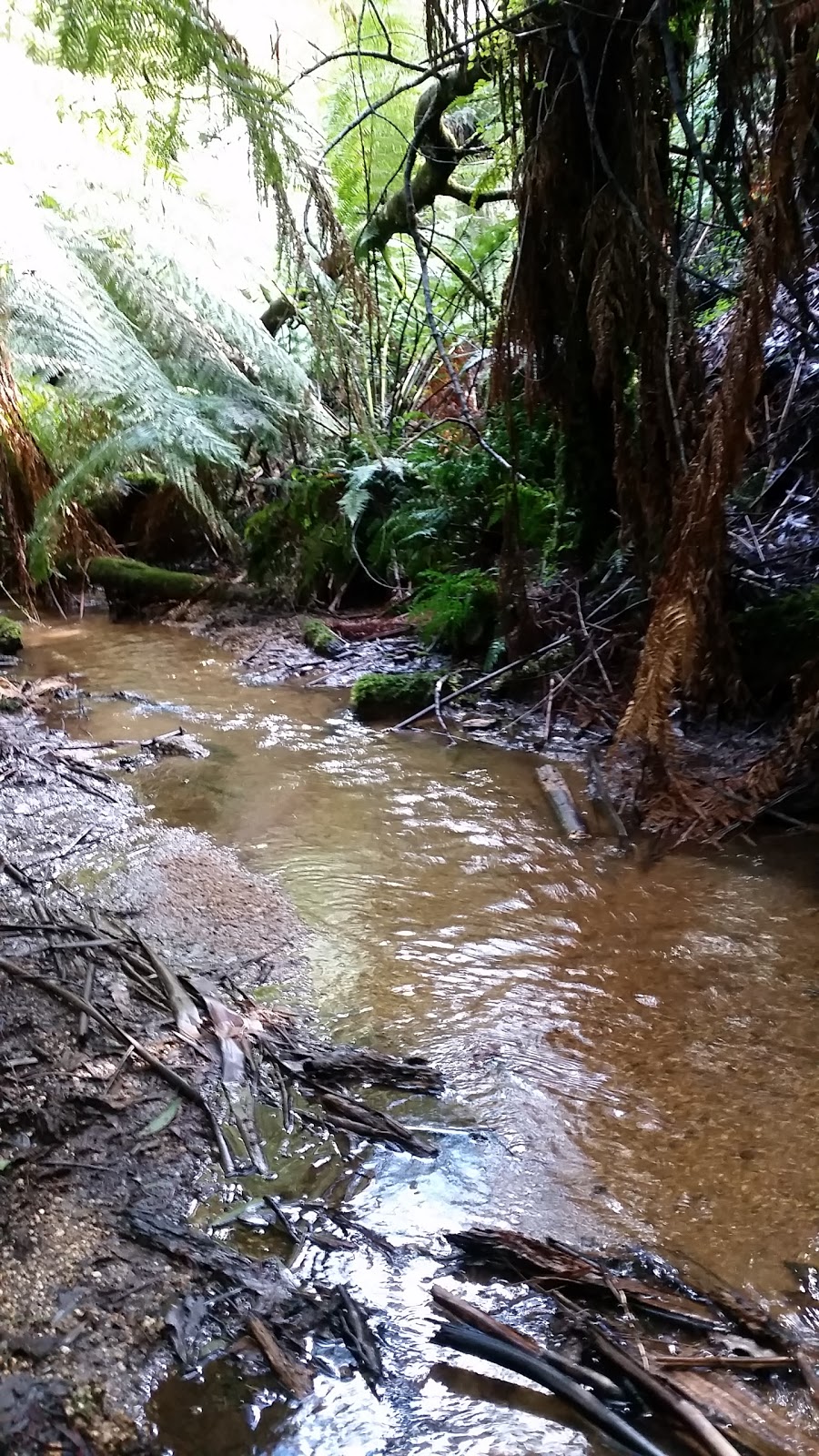 Glen Nayook Rainforest Walk | Paynter Rd, Neerim Junction VIC 3832, Australia