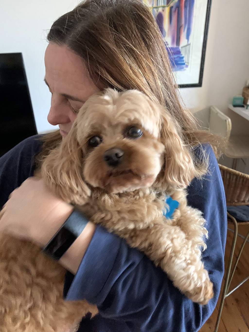 Northern Beaches Pet Care | 7 Foxall St, Elanora Heights NSW 2101, Australia | Phone: 0419 960 096