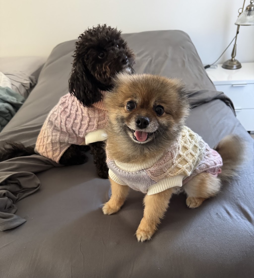 Maitland Animal Management Facility | 11 Metford Rd, East Maitland NSW 2323, Australia | Phone: 0438 742 541