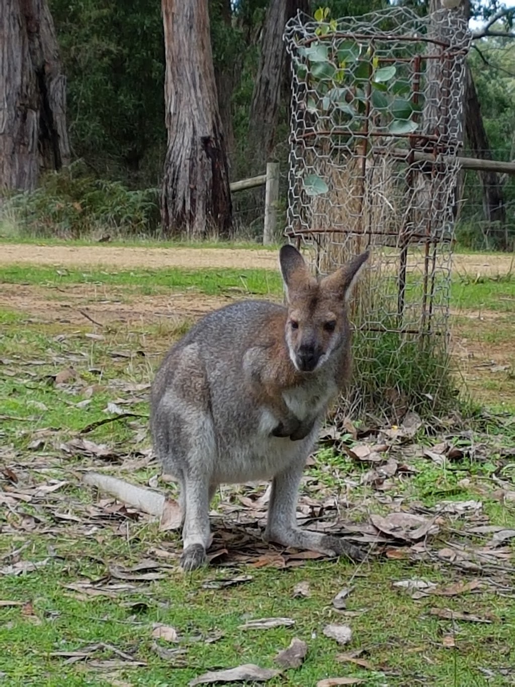 Cobboboonee National Park | park | Mt Deception Rd, Greenwald VIC 3304, Australia | 131963 OR +61 131963