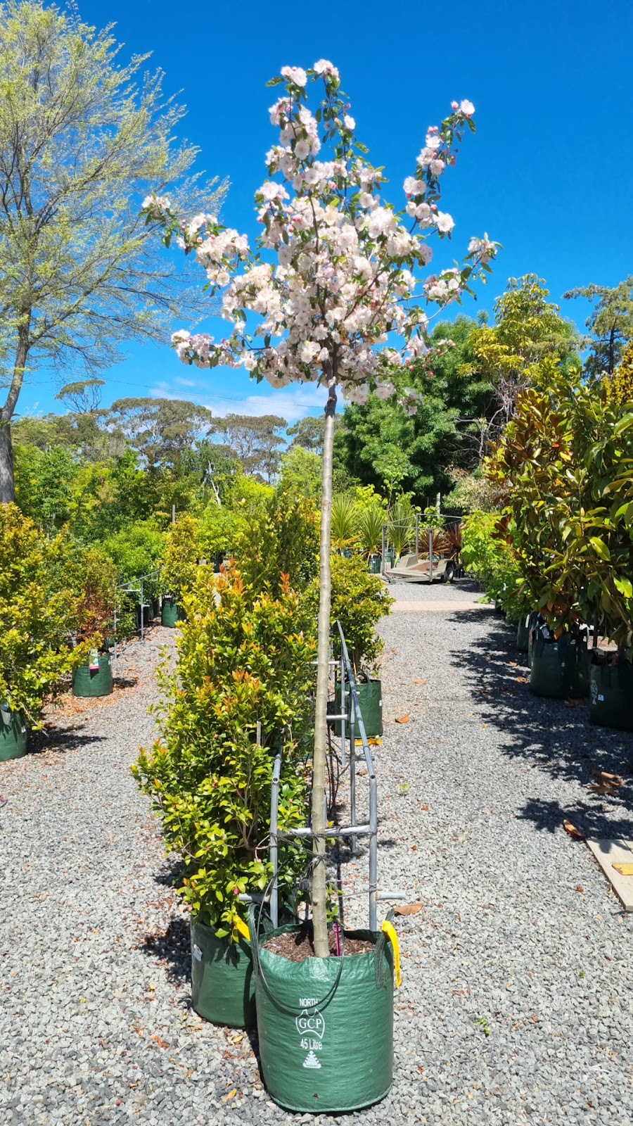 Westland Nurseries | 118 Surf Rd, Seven Mile Beach TAS 7170, Australia | Phone: (03) 6248 6863