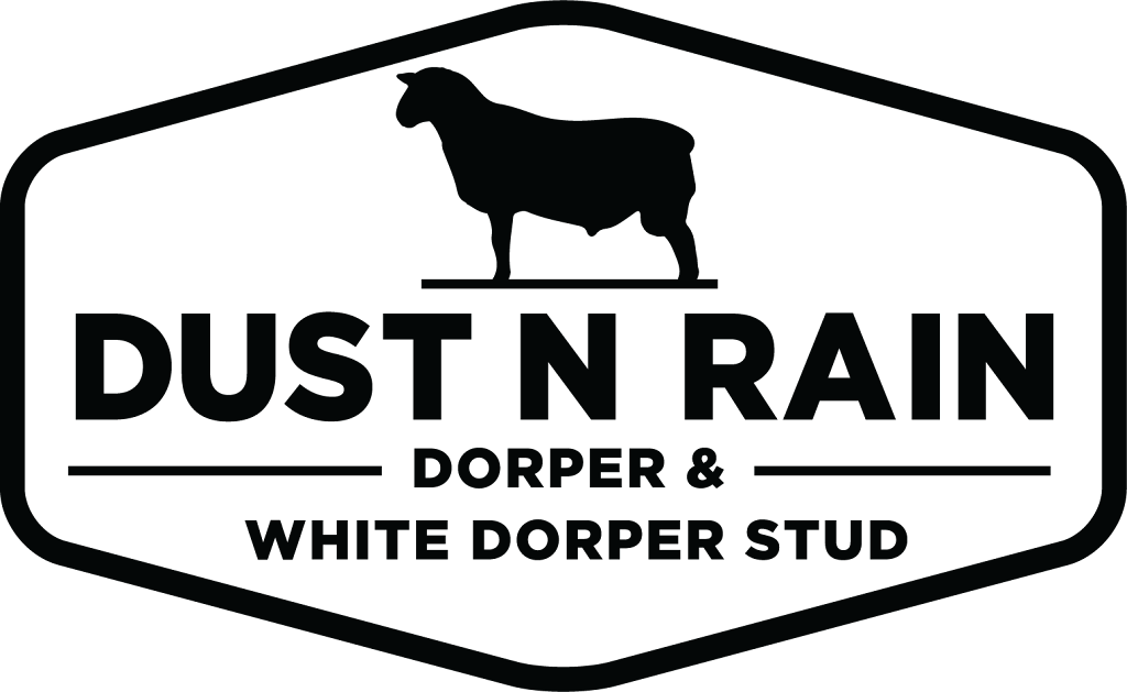 Dustn Rain Dorper & White Dorper Stud | 8864 High Darling Rd, Pooncarie NSW 2648, Australia | Phone: 0409 295 281