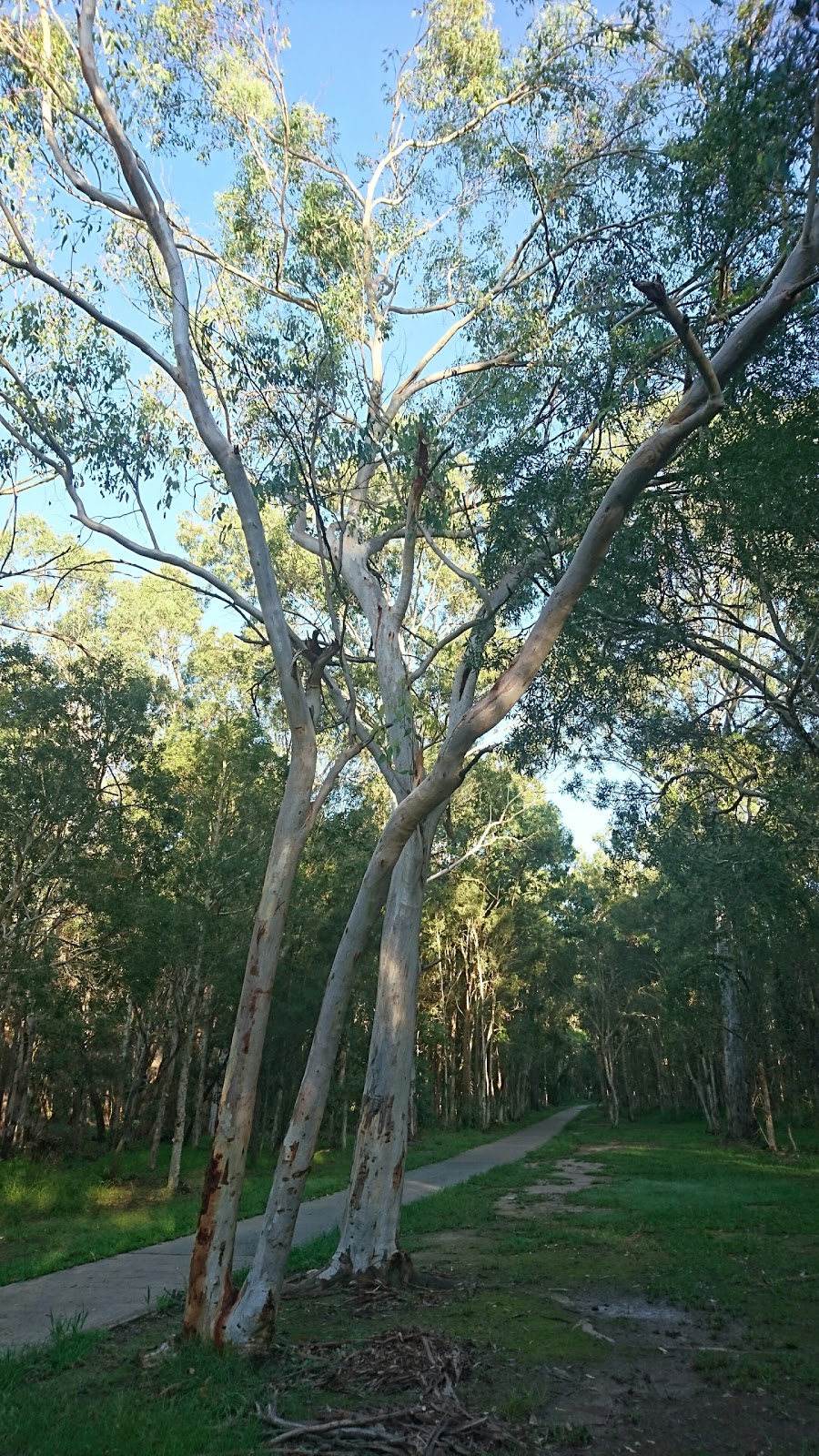 Freshwater Reserve | park | 22 Nellies Ln, Kallangur QLD 4503, Australia