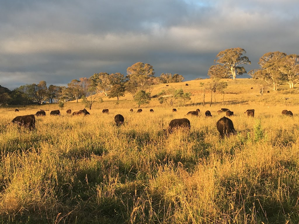 Woodland Wagyu | Woodlands, 1206 Maybole Rd, Ben Lomond NSW 2365, Australia | Phone: (02) 6733 2150