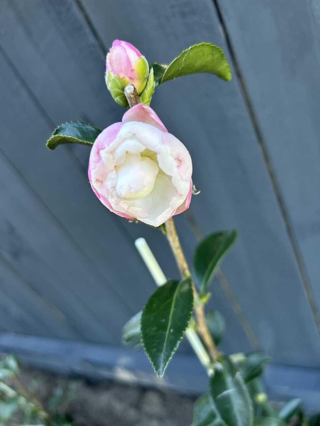 Advance Nursery | 164 Woodlands Dr, Thornlands QLD 4164, Australia | Phone: 0407 954 313