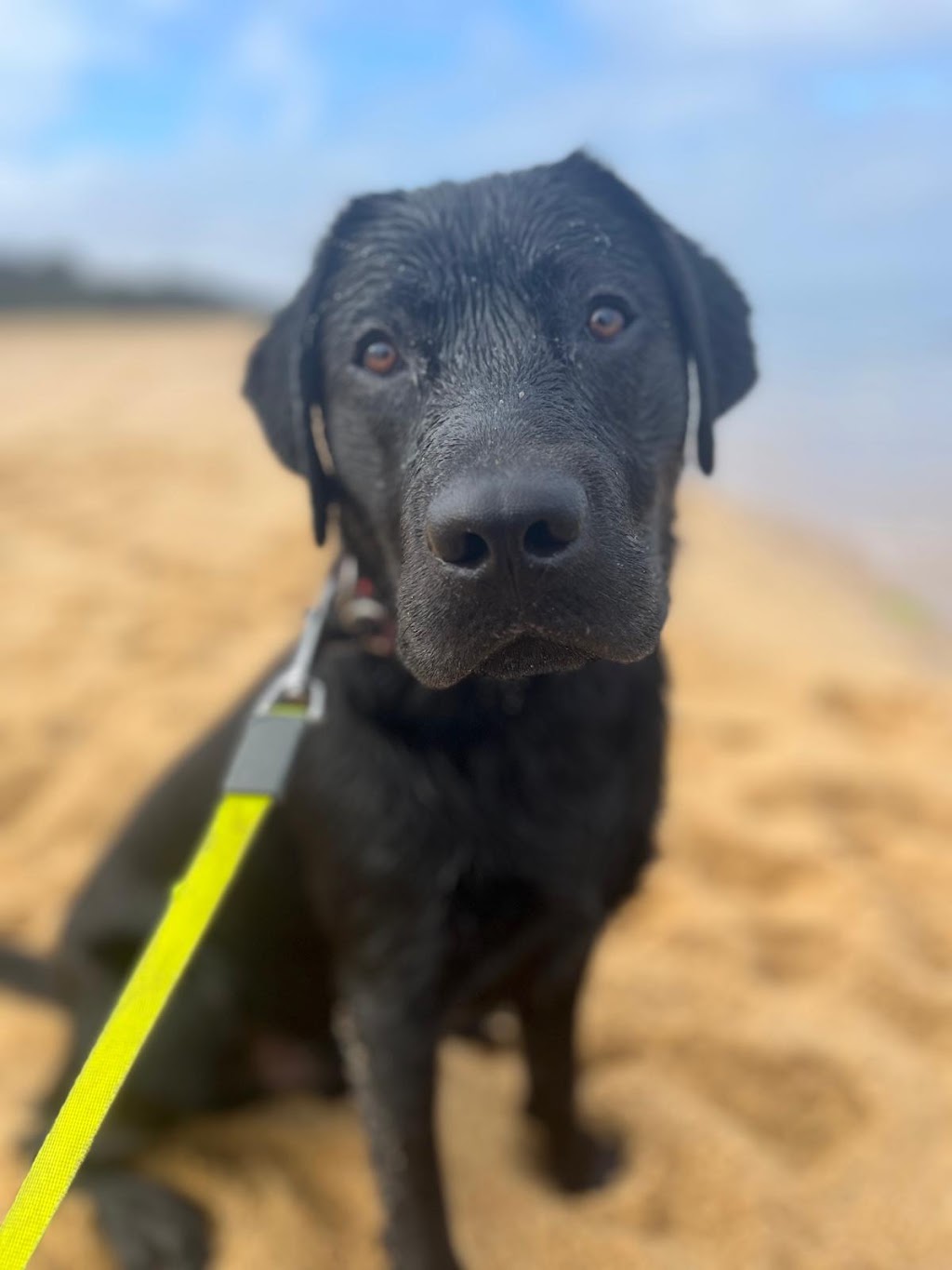 Amaiore Labrador Retrievers | 420 Dairy Creek Rd, Homewood VIC 3717, Australia | Phone: 0499 858 994