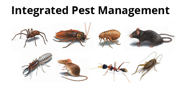 Australian Pest Specialists - Pest Control Central Coast | Aloha Dr, Chittaway Bay NSW 2261, Australia | Phone: 1300 424 266