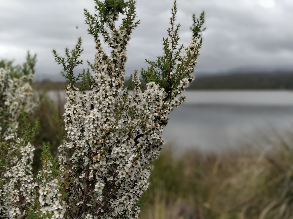 Winifred Curtis Reserve | park | 23282 Tasman Hwy, Scamander TAS 7215, Australia