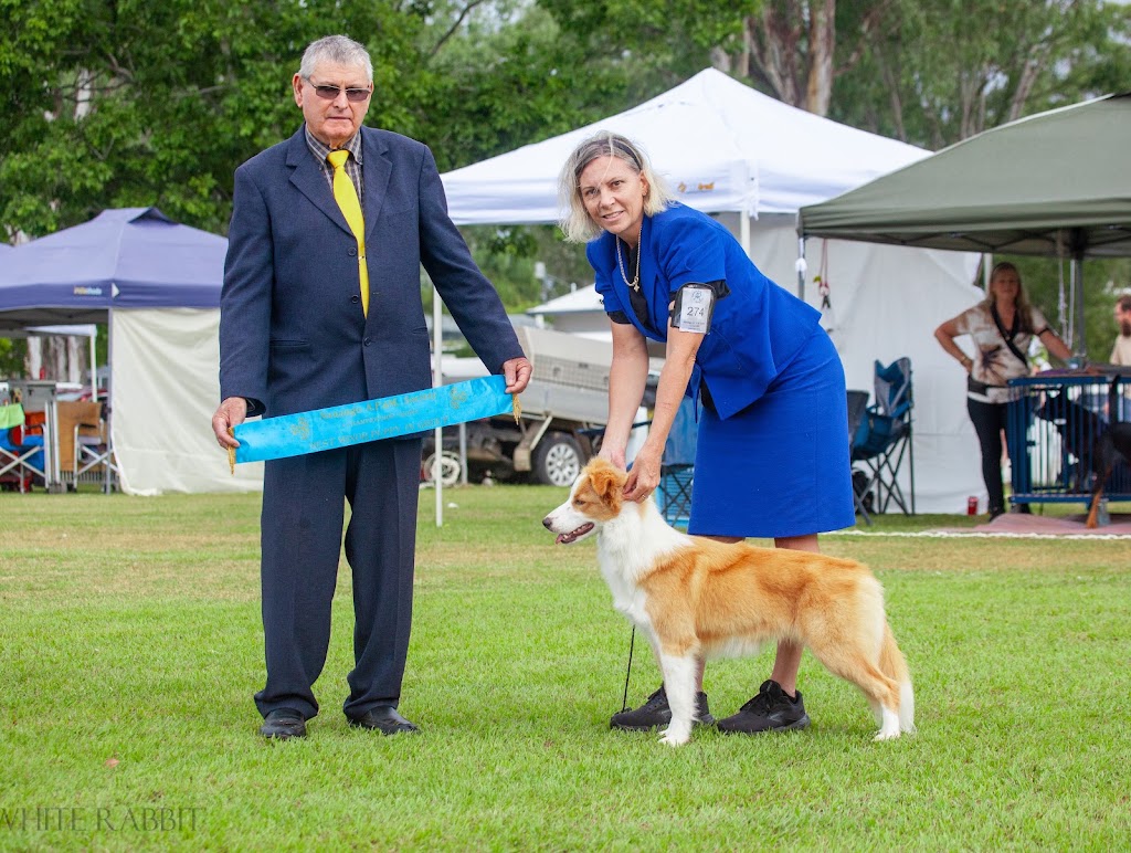 Celtic Heart Border Collies | 38 Nestle Ln, Toogoolawah QLD 4313, Australia | Phone: 0400 018 877