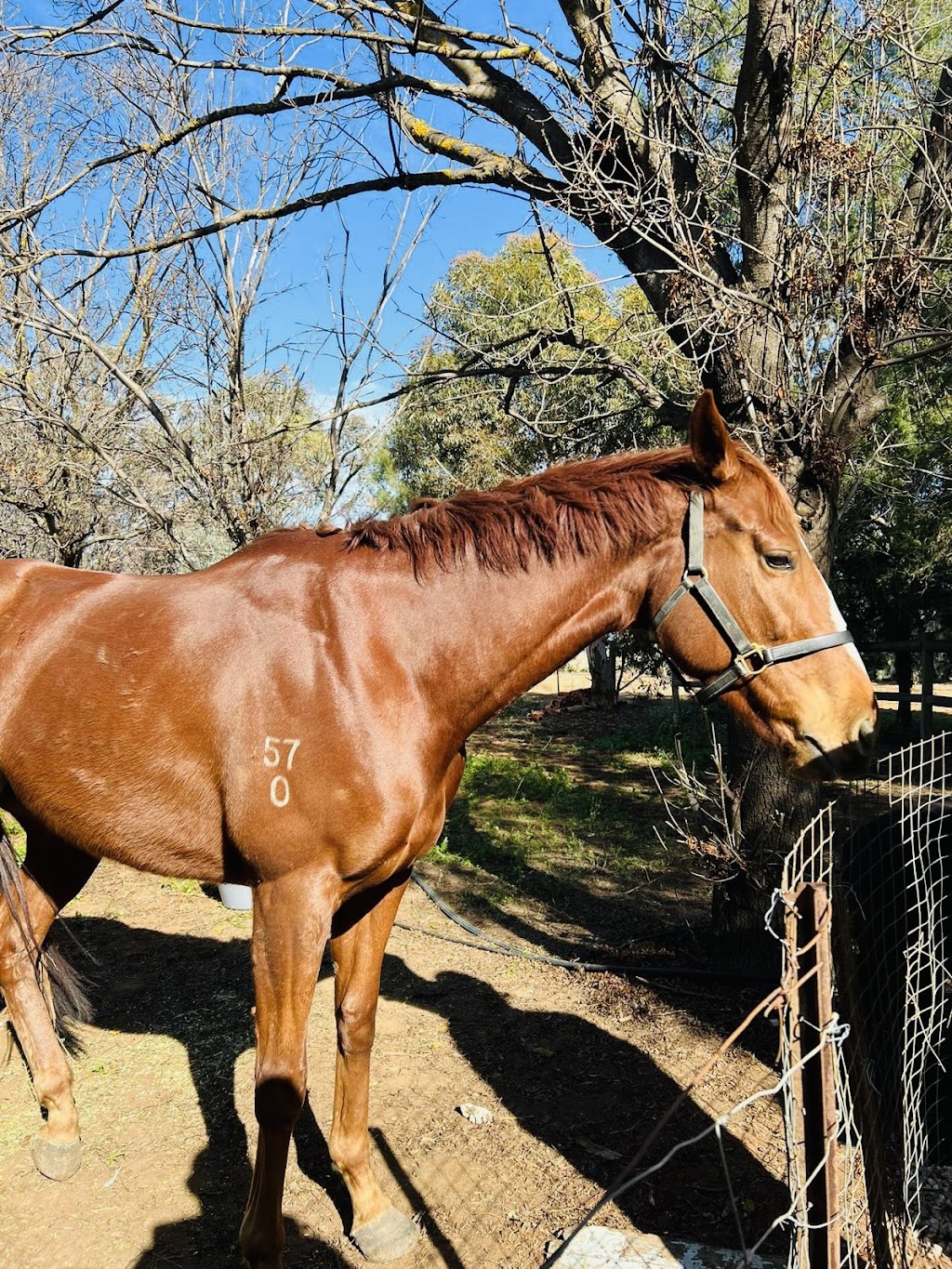 Mallee farm house | 290 N S Rd, Woorinen VIC 3588, Australia | Phone: 0448 233 370