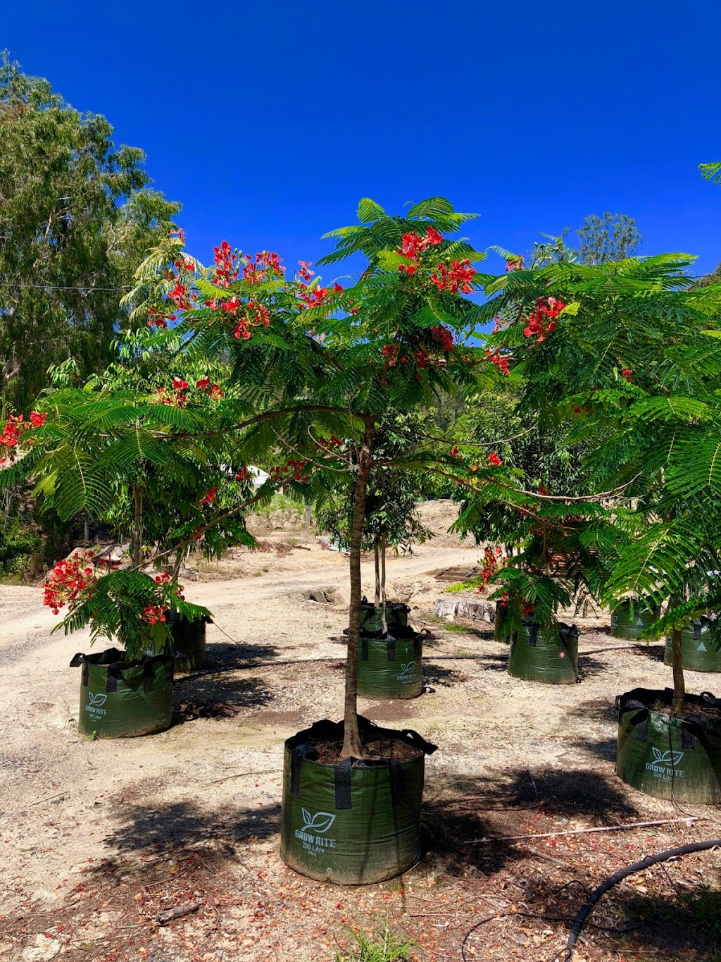 Morland Nursery | 761 Tamborine Oxenford Rd, Upper Coomera QLD 4209, Australia | Phone: 0420 307 607