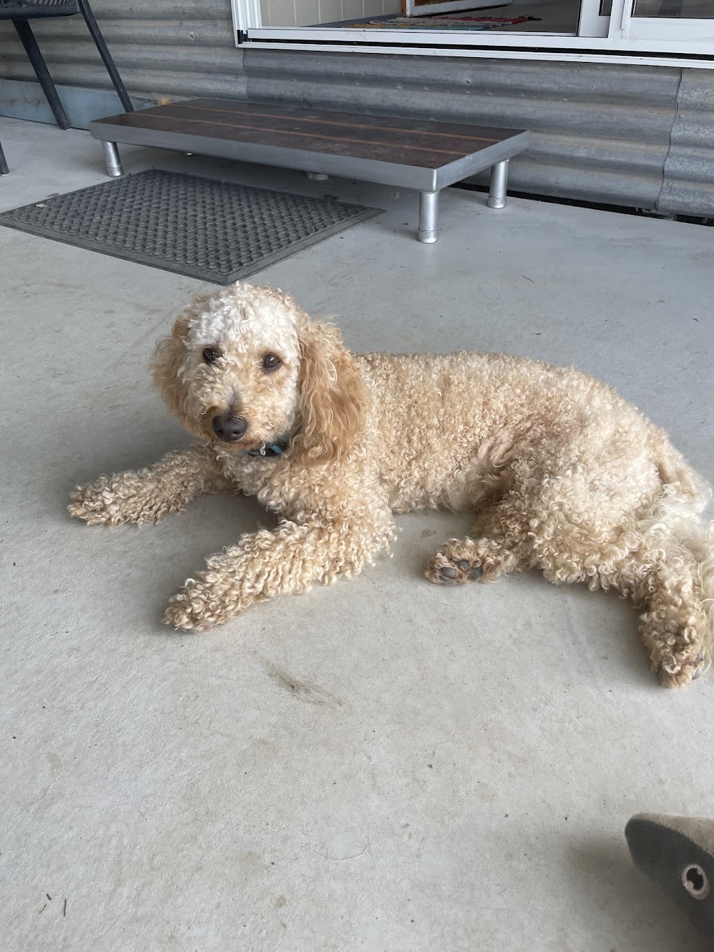 Killabakh Dog Grooming | 1626 Comboyne Rd, Killabakh NSW 2429, Australia | Phone: 0437 553 077