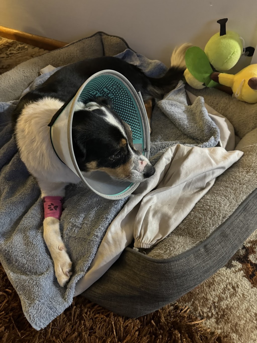 St Arnaud Veterinary Surgery | 14 Inglewood Rd, St Arnaud VIC 3478, Australia | Phone: (03) 5495 1244