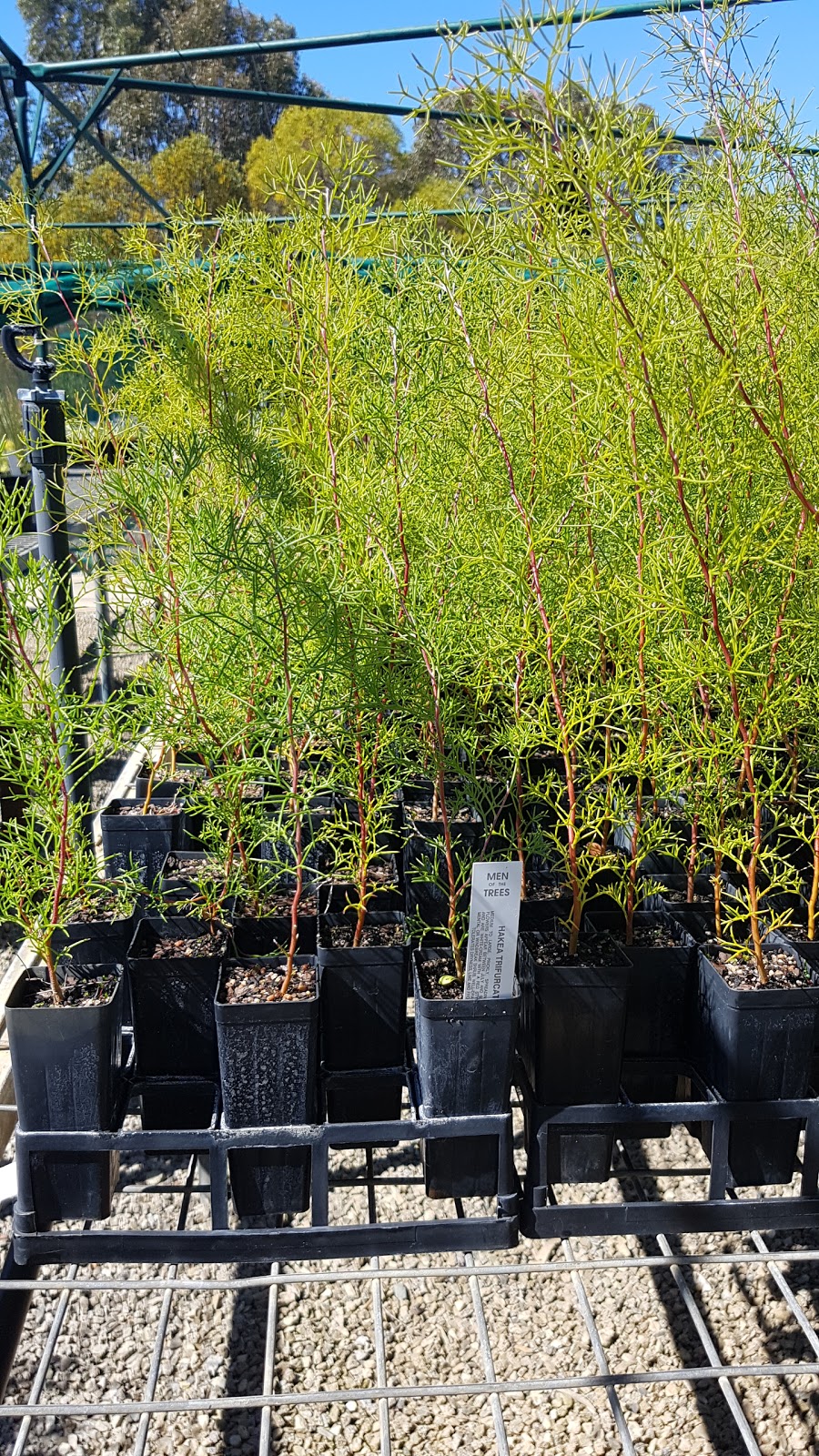 Native Plants WA (F - Men of The Trees Rockingham) | park | Inside Rockingham Golf Course, Elanora Drive, Rockingham WA 6168, Australia | 0895273142 OR +61 8 9527 3142