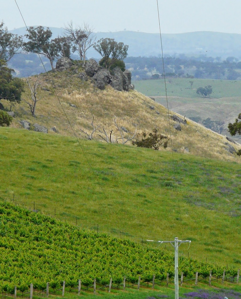 Angullong Vineyard & Pastoral Co (Not Cellar Door) | 2723 Four Mile Creek Rd, Panuara NSW 2800, Australia | Phone: (02) 6366 4300