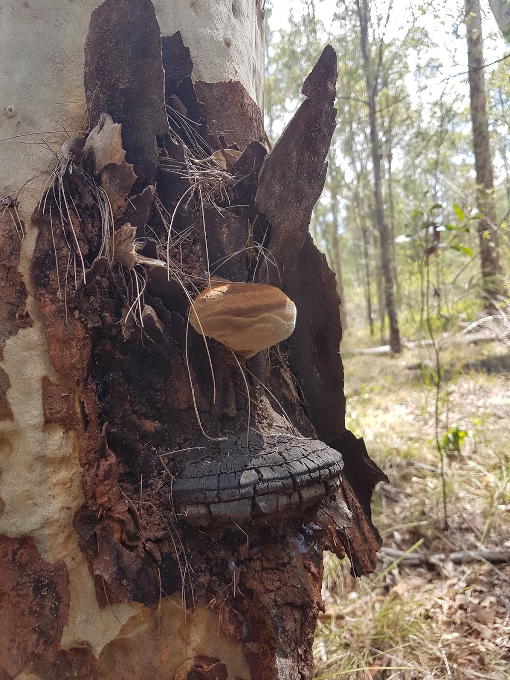 Skullies Mountain Nature Reserve | 74 Boyle Rd, Moogerah QLD 4309, Australia | Phone: 0407 001 590