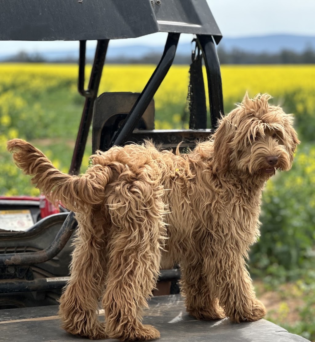 Cain Hill Cobberdogs | Ballards Rd, Thuddungra NSW 2594, Australia | Phone: 0409 827 678