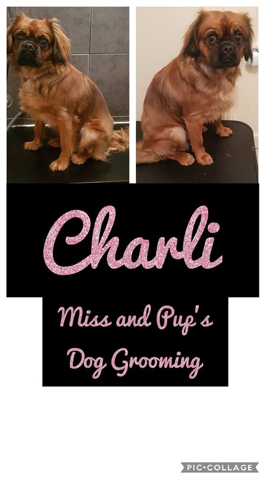 Miss and Pups Dog Grooming |  | Newark Ave, Newborough VIC 3825, Australia | 0477149251 OR +61 477 149 251